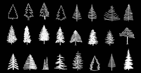 ​Fir, pine, coniferous in elevation CAD blocks