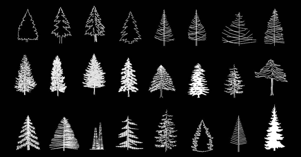 Fir, pine, coniferous in elevation CAD blocks